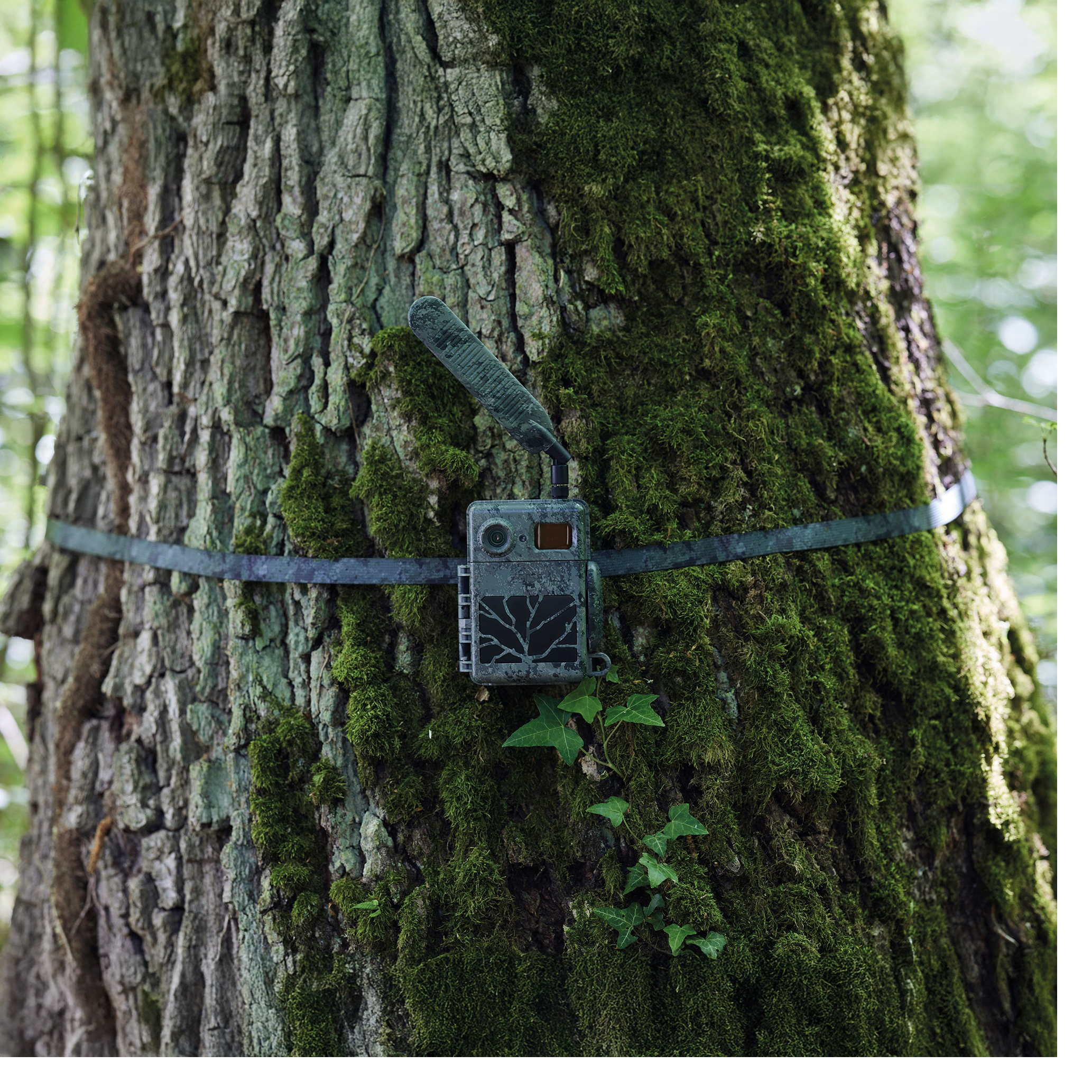 Zeiss Secacam Baumgurt (2x)